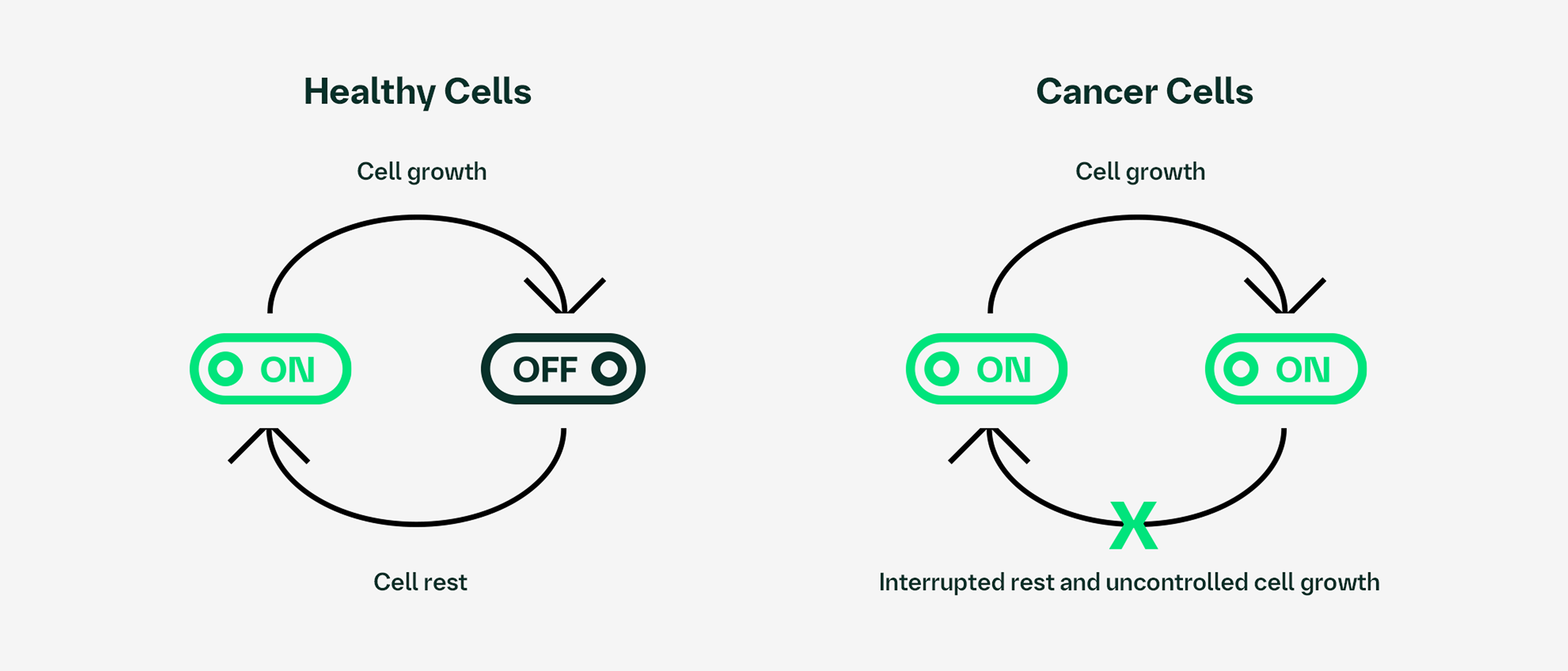 Diagram of the cell cycle in healthy cells. Biomarkers act like a light switch to turn “on” cell growth and then turn it “off” for a period of cell rest. Diagram of the cell cycle in cancer cells. Changes to a tumours DNA can cause the biomarkers to get stuck in the “on” position, leading to interrupted rest and uncontrolled cell growth.