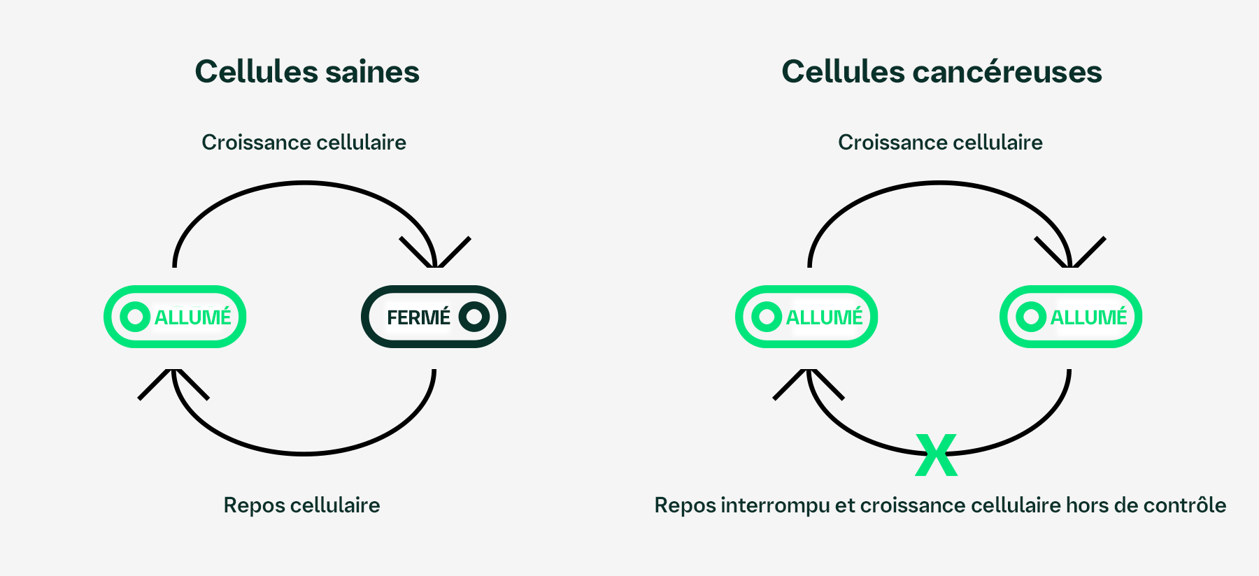 Diagramme du cycle des cellules saines. Les biomarqueurs servent en quelque sorte d’interrupteur pour que les cellules croissent au besoin et se reposent par la suite. Diagramme du cycle des cellules cancéreuses. Des altérations de l’ADN d’une tumeur peuvent causer les biomarqueurs de rester bloqués entraînant l’interruption du repos et la croissance cellulaire trop rapide
